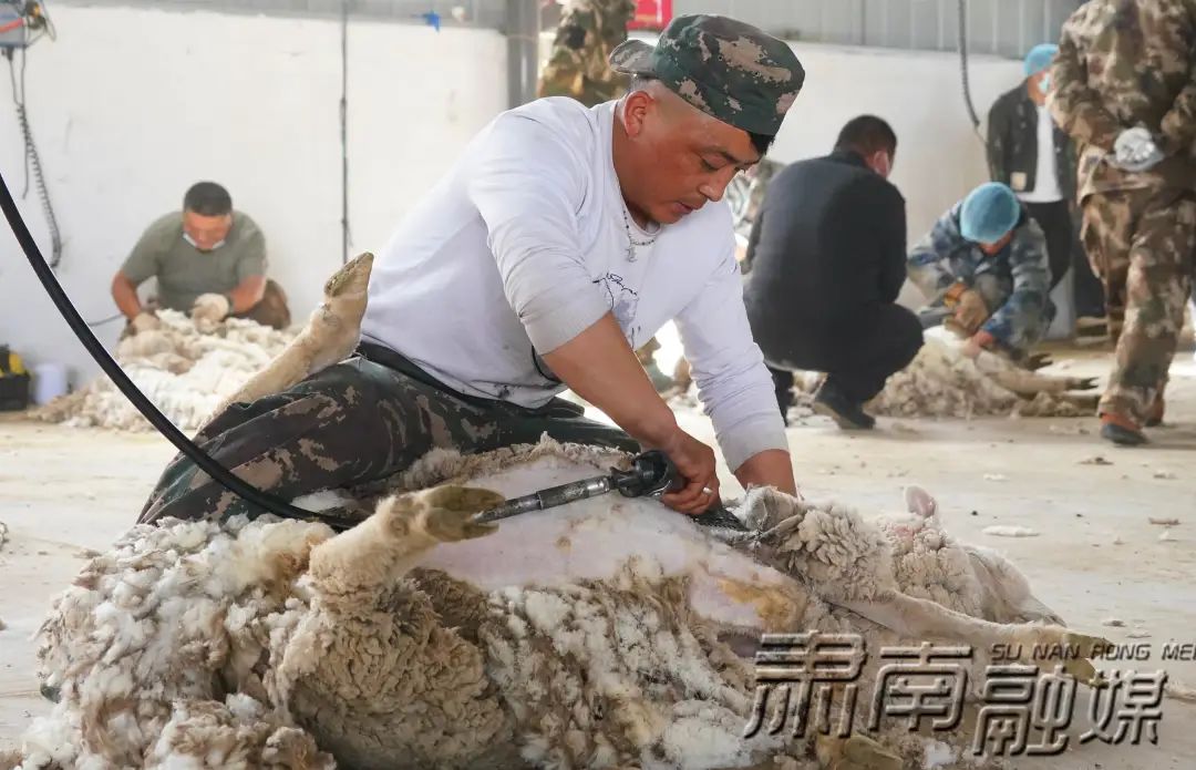 當地養殖的甘肅高山細毛羊是一種毛肉兼用型羊,每年入夏,牧民們都會給