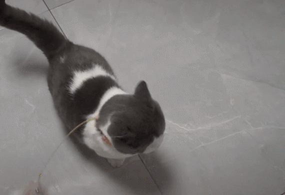 比铲屎官好用一百倍就这效果自己和自己的逗猫棒玩02我还没数完呢!