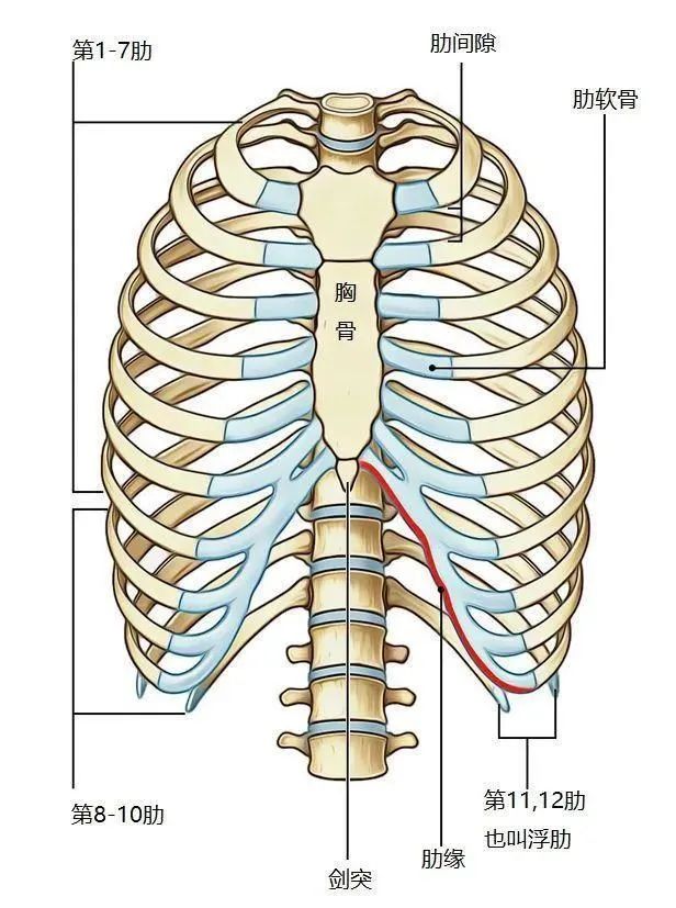 人体第七根肋骨的部位图片