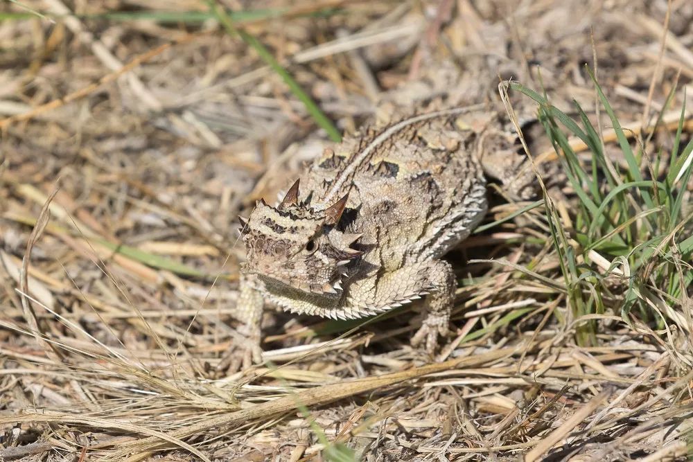 遇到蛇,得州角蜥还会"看人下菜碟":如果对方是鞭蛇(masticophis spp