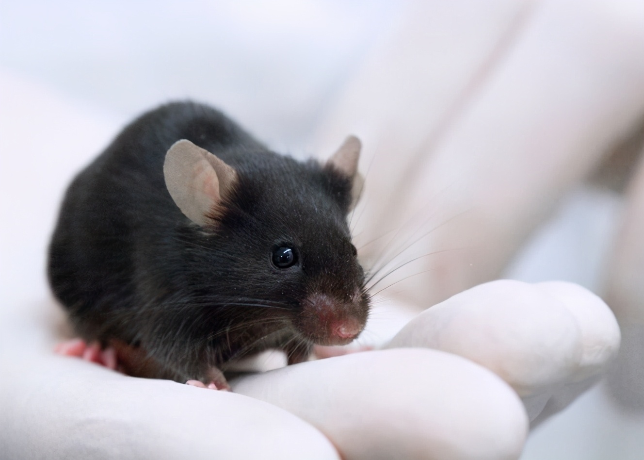 伍子胥过昭关为何一夜白了头科学家从老鼠那得到了答案