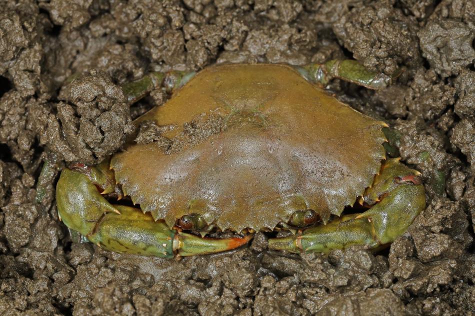 拟穴青蟹(图片来源:gbif)日本蟳(图片来源:维基百科)结语由于很多生物