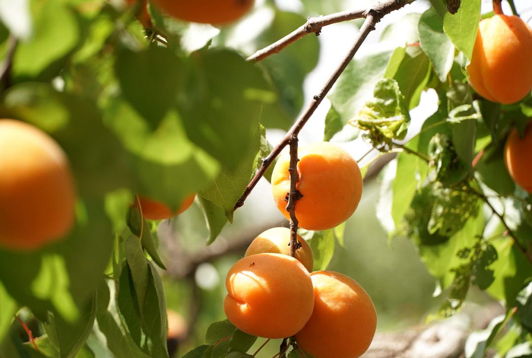 吃起来巨鹿杏熟了