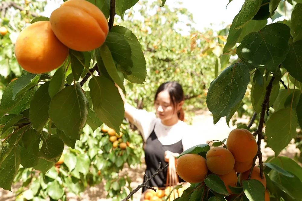 吃起来巨鹿杏熟了