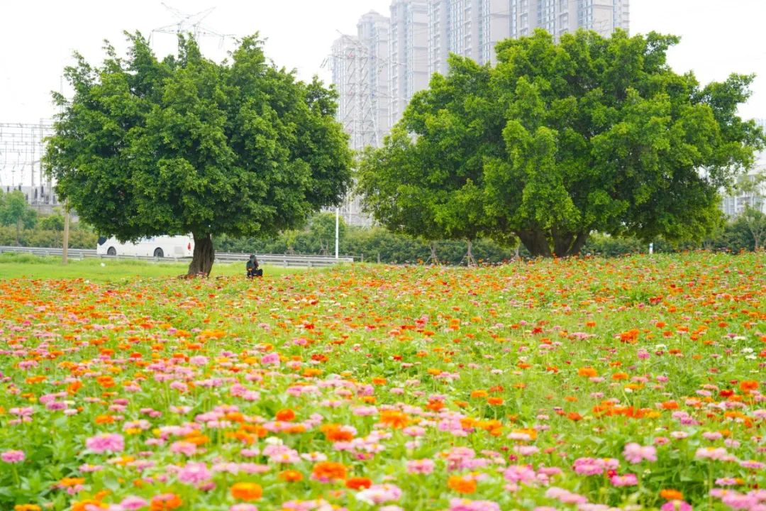 初夏打卡厦门浪漫花海开好了