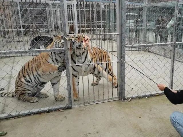 南阳淅川县回应击毙外逃老虎原因