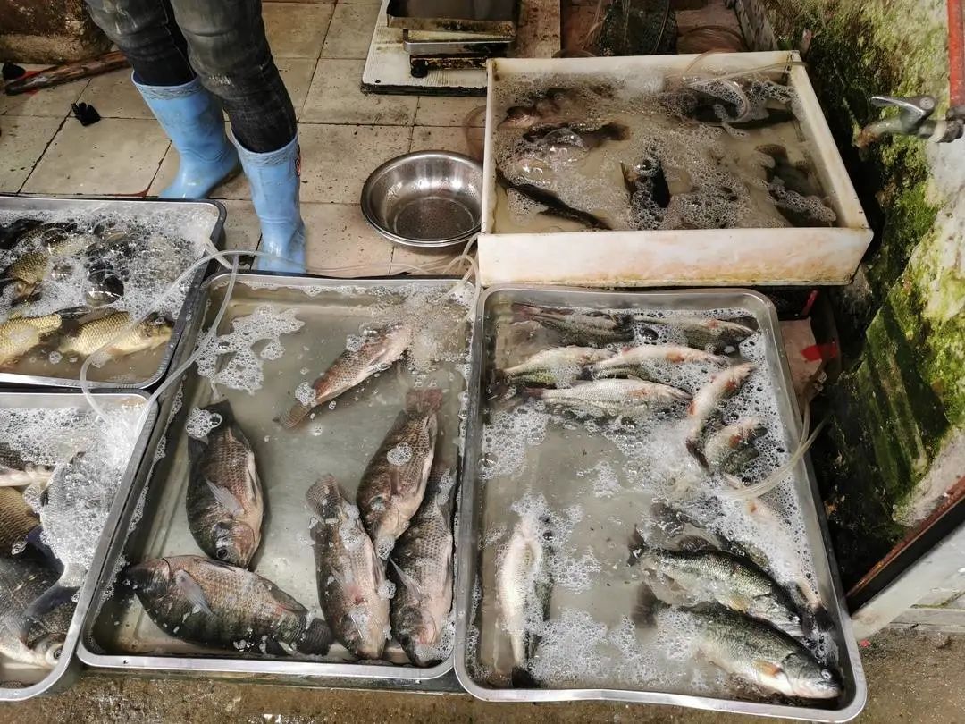 徐州都市晨报26日上午,记者逛了逛剪子股,袁桥等农贸市场的水产档口