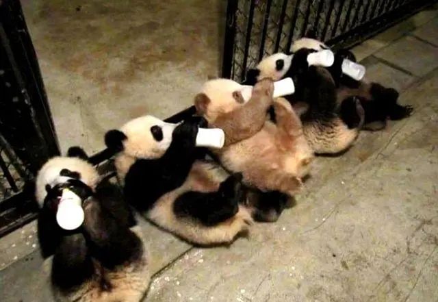 体型肥美陕西再次发现野生棕色大熊猫七仔俺有话说