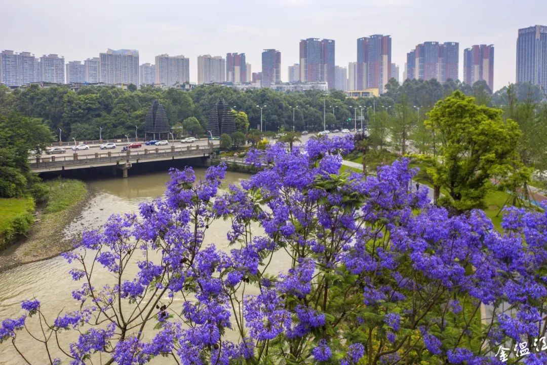 蓝花楹绣球花初夏的温江美得上头