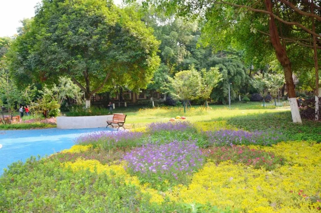蓝花楹绣球花初夏的温江美得上头