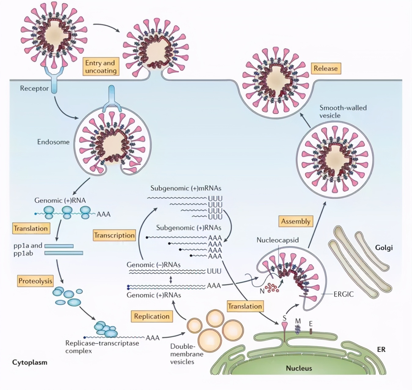 阻止病毒在细胞表面吸附的代表药物,例如丙种球蛋白,多糖类;阻止病毒