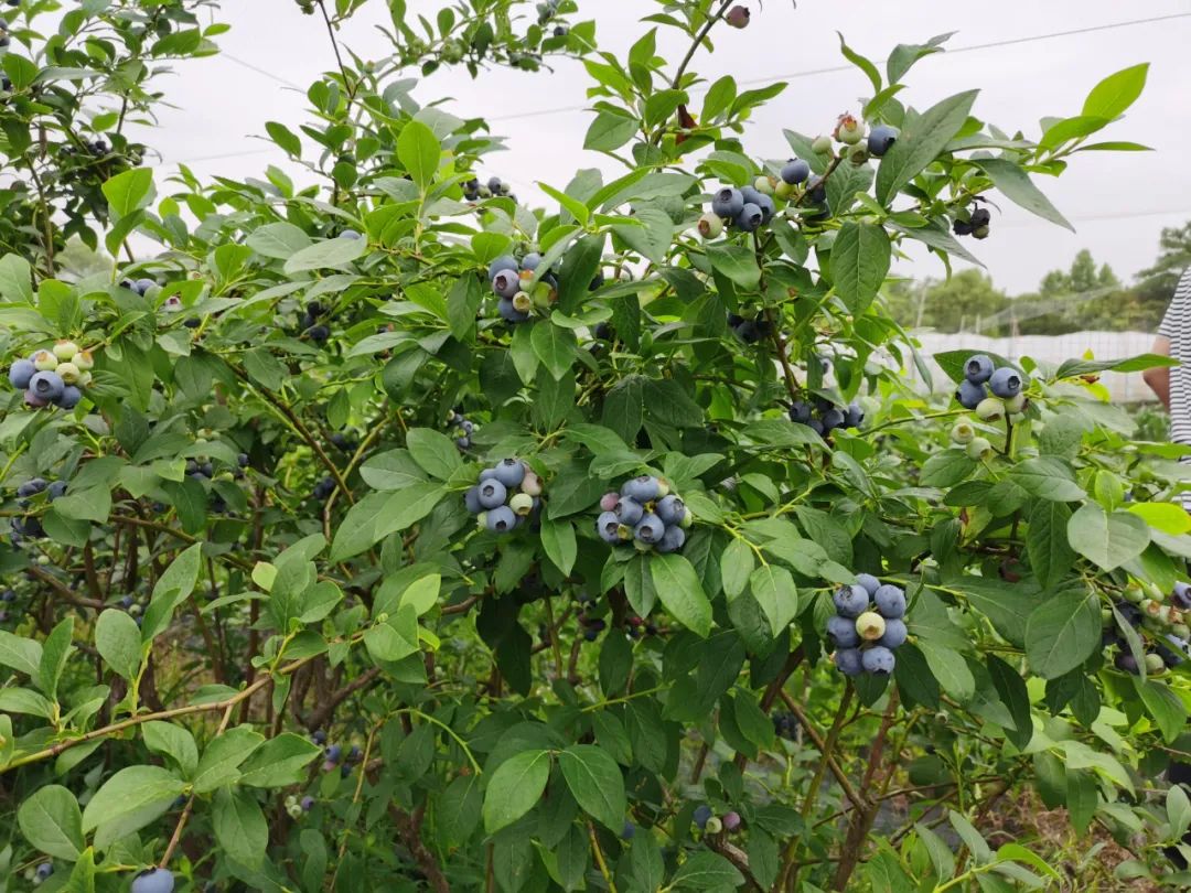 本地蓝莓"抢鲜"上市,现摘现送"锁住"美味!