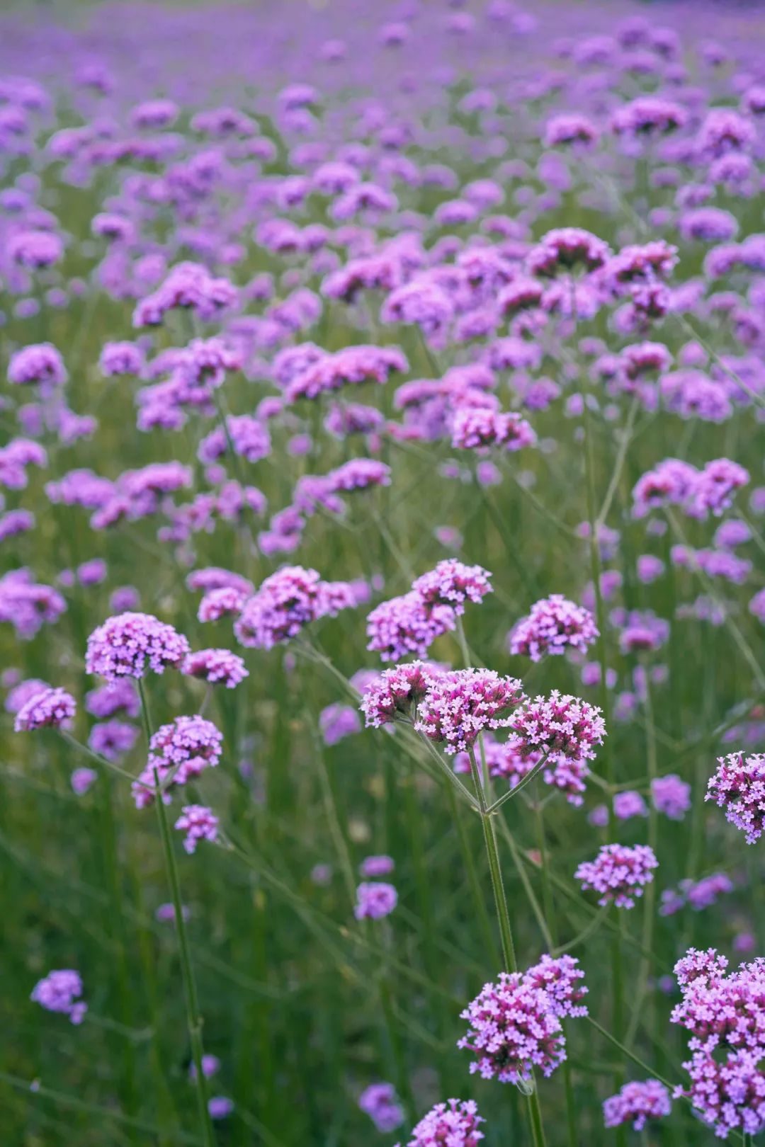 过左右两边成片的紫色花花,马鞭草和薰衣草都有,绝了绝了超适合拍照