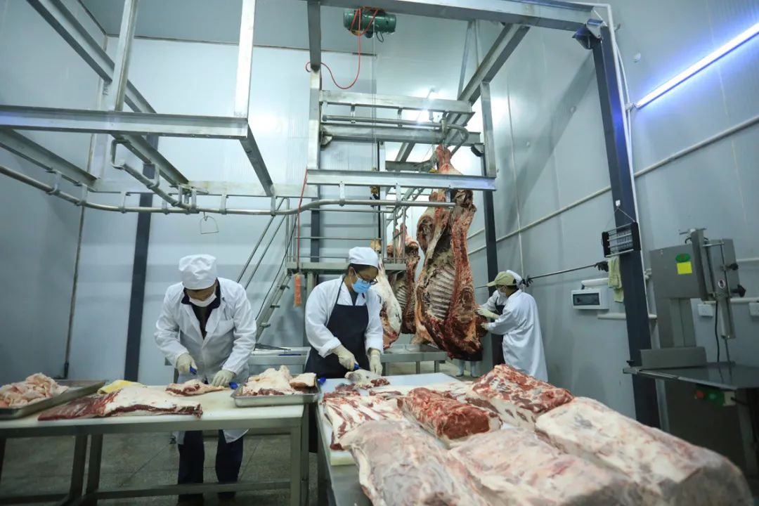 82万头;全市完成牛肉总产量2.99万吨,实现产值32.