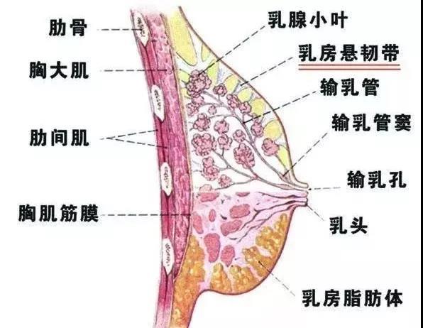 乳腺范围图解图片