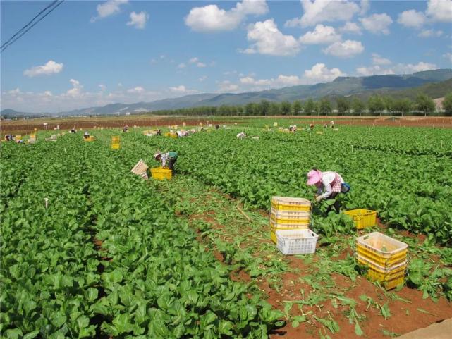 田园斗彩亮出蔬菜金字名片看泸西打好蔬菜产业绿色食品牌