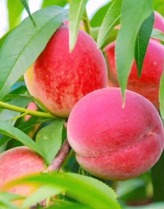 桃子熟了这个六一到嘉鱼茅洲垴遛娃吧