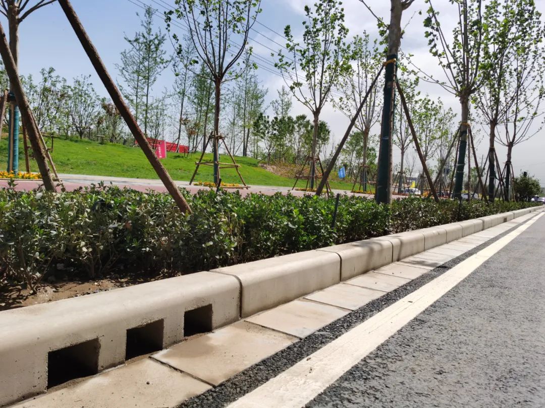 【交通】这项绿化工程6月底全部完工