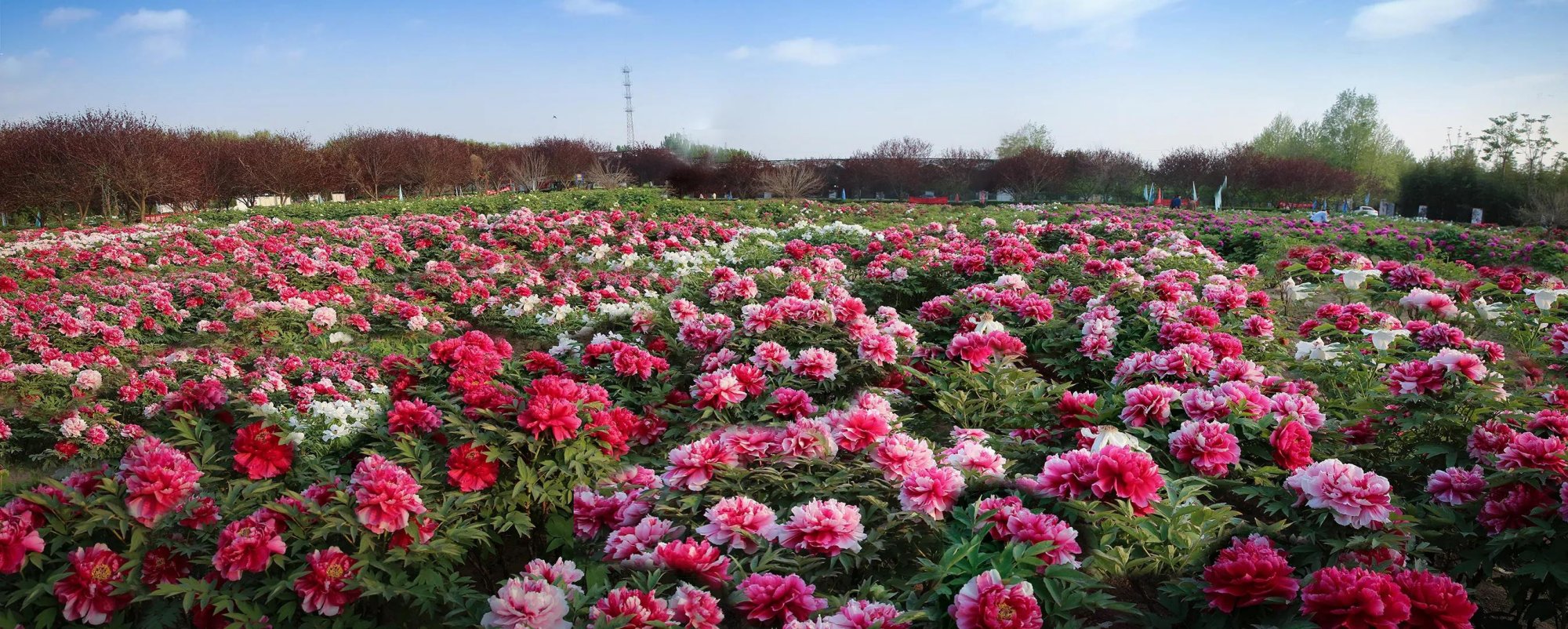 记者在菏泽牡丹园看到,专业水处理,水肥一体化设备调试完毕,已投入