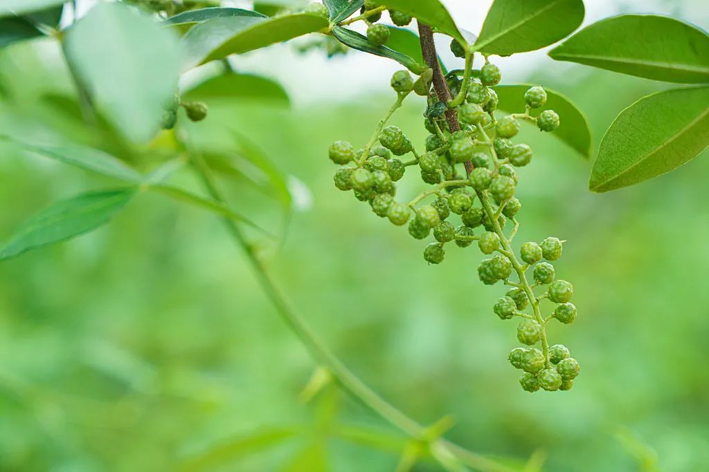 冬吃蘿蔔夏吃生薑沙姜南姜洋姜