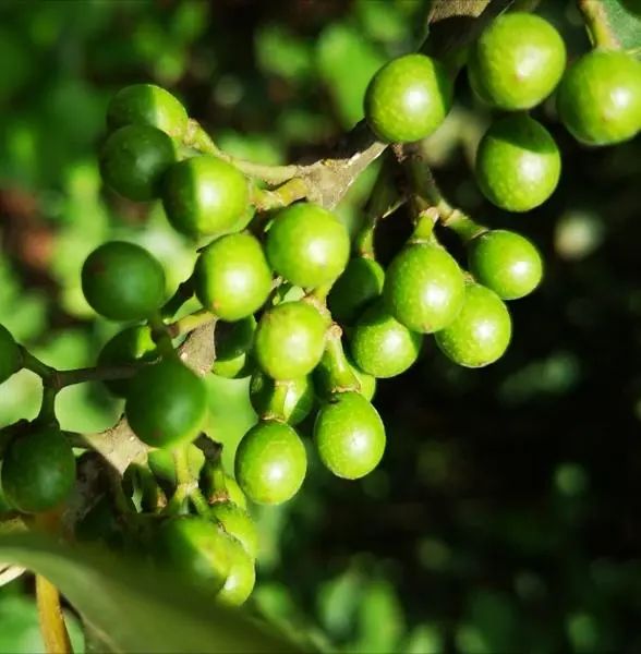 冬吃蘿蔔,夏吃生薑沙姜南姜洋姜……_澎湃號·政務