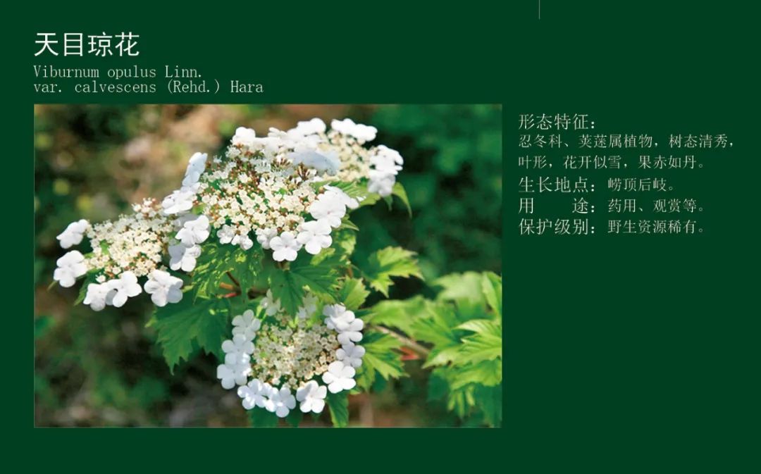 生态文明宣传月生态环保微课堂之保护生物多样性古稀珍危植物篇