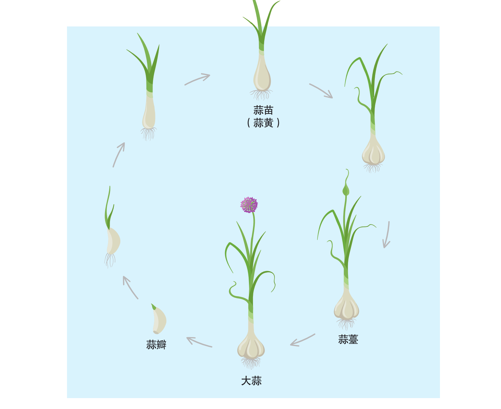 幼儿园种大蒜的步骤图图片