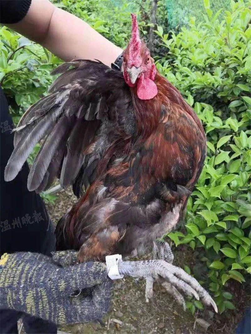 "跑步鸡"全程佩戴智能科技脚环