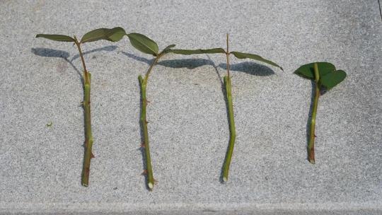 今天快来解放公园免费领取月季扦插枝条