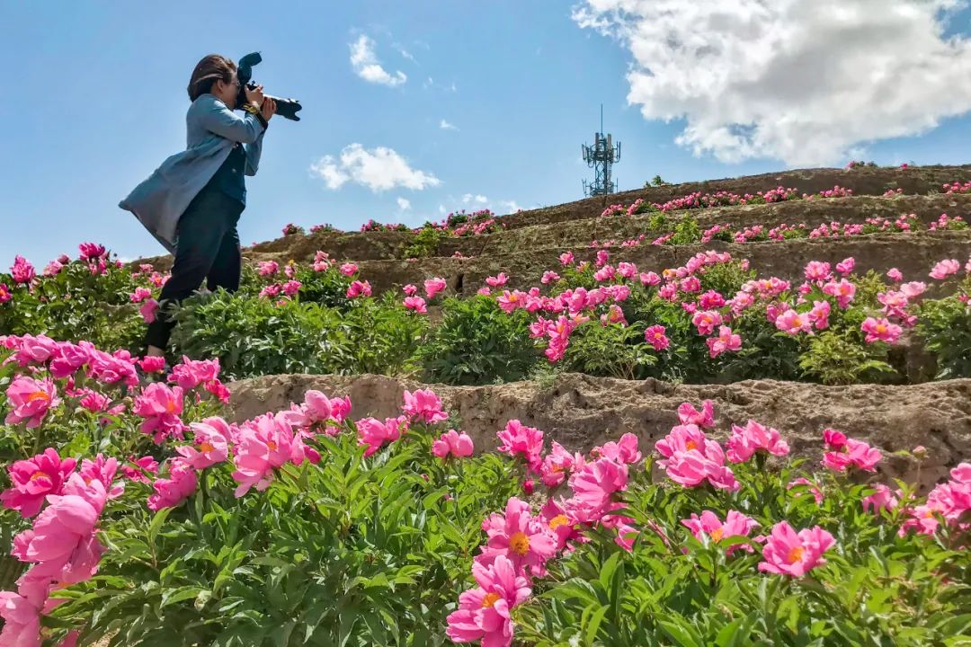 5月26日,榆林市子洲縣李孝河鄉臥虎灣村滿山的芍藥花競相開放,成為了