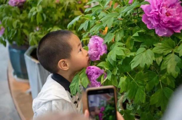 电轮椅怎么不过电这50问答在手，游花博园无忧！_https://www.jmylbn.com_新闻资讯_第13张