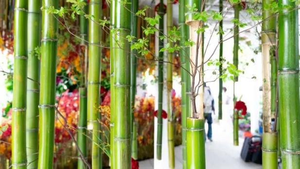 电轮椅怎么不过电这50问答在手，游花博园无忧！_https://www.jmylbn.com_新闻资讯_第19张