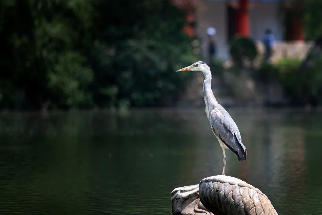 你好欢迎来到北大的夏天