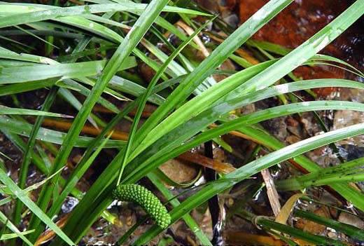 巾帼助推乡村旅游妈妈的味道③品鉴泰顺十大碗之九层糕