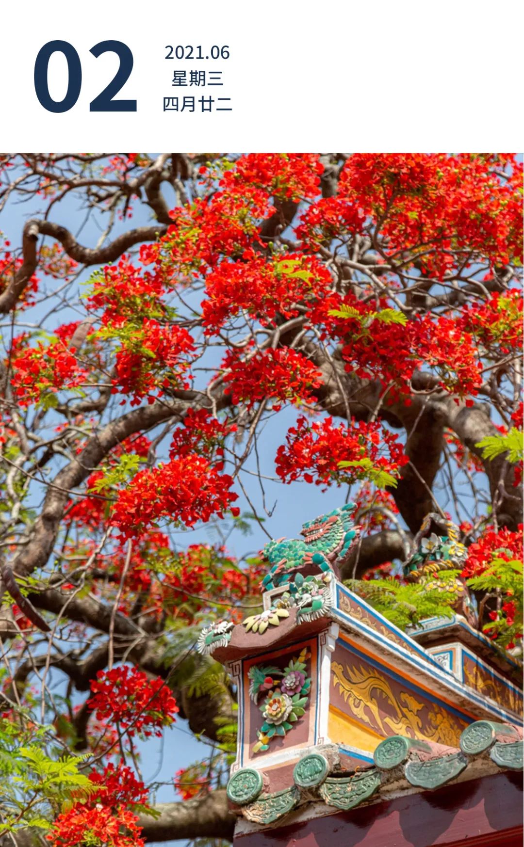 汕尾市市花图片