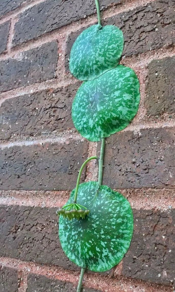 它叫"龟壳球兰" 能沿着树爬很高 是一种观赏性植物