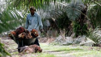 为什么可持续认证让棕榈油变贵，生产者却没有得利？