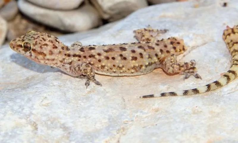 会发生"断尾求生"的现象比如,当蜥蜴遇到天敌或危险时练就了各自的