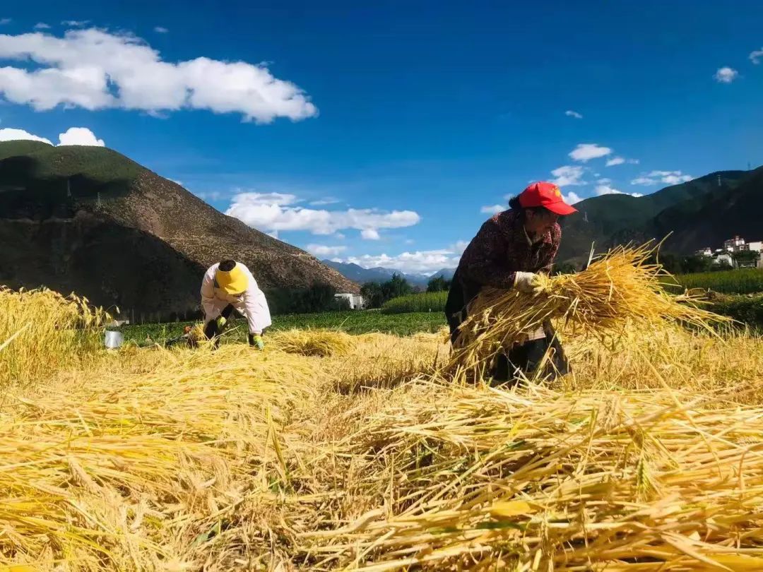 "农"墨重彩 "丰"景如画 ——乡城青稞迎来丰收季