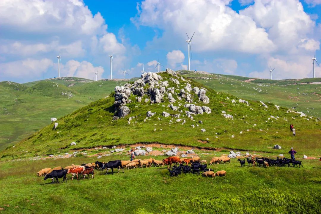 支持威宁spv公司发展措施:成立贵州黄牛集团威宁spv公司,提供办公场所