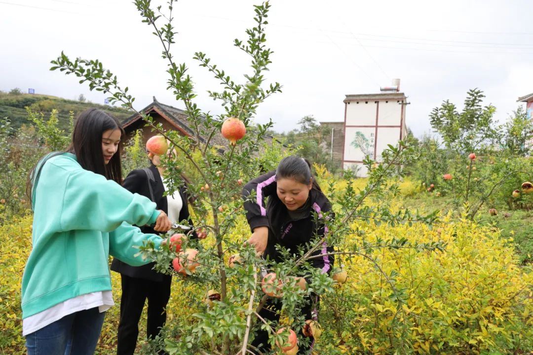 游客正在双河村石榴基地采摘石榴(赵涛 摄)今年,刘伟还准备举办第一届