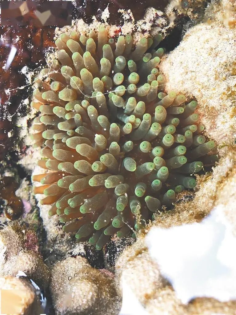 环海南岛珊瑚礁海底森林多斑斓