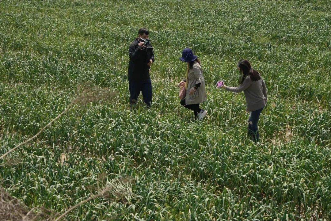 4月27日,华小莉和搭档唐思欧前往蒜苗地帮忙,蒜农求助找人帮忙免费抽
