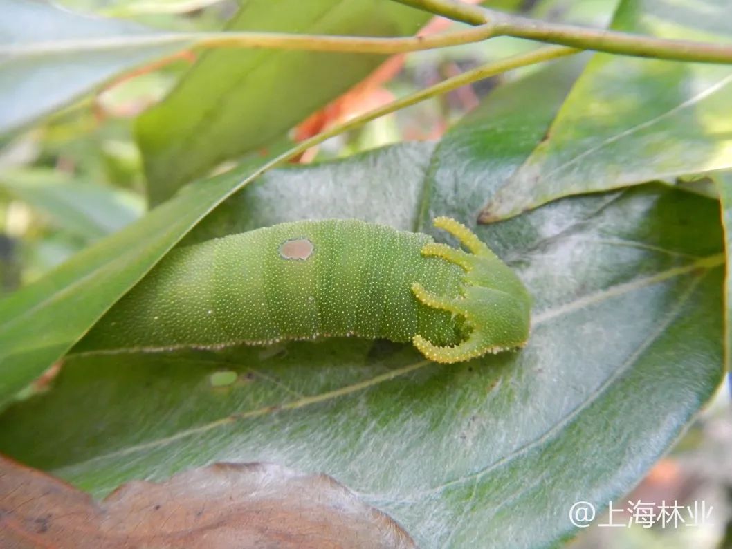 绿尾大蚕蛾鳞翅目大蚕蛾科的一种中大型蛾类,为害药用植物山茱萸,丹皮