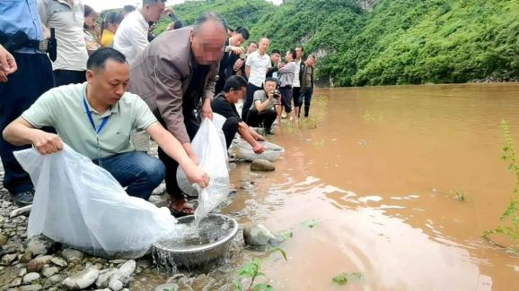 世界环境日今日2700尾宽唇华缨鱼入赤水河