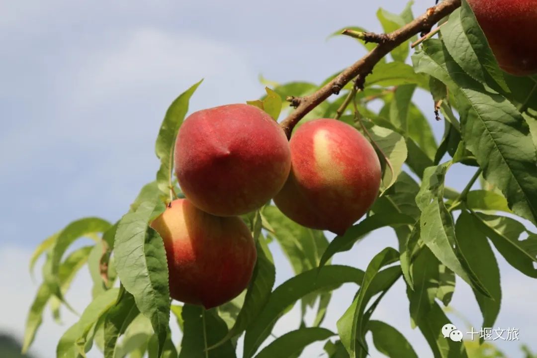 十堰最强采摘桃子攻略出炉,快收藏!