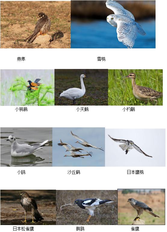 原国家二级保护鸟类:原国家三有(重要生态,科学,社会价值)晋升为国家