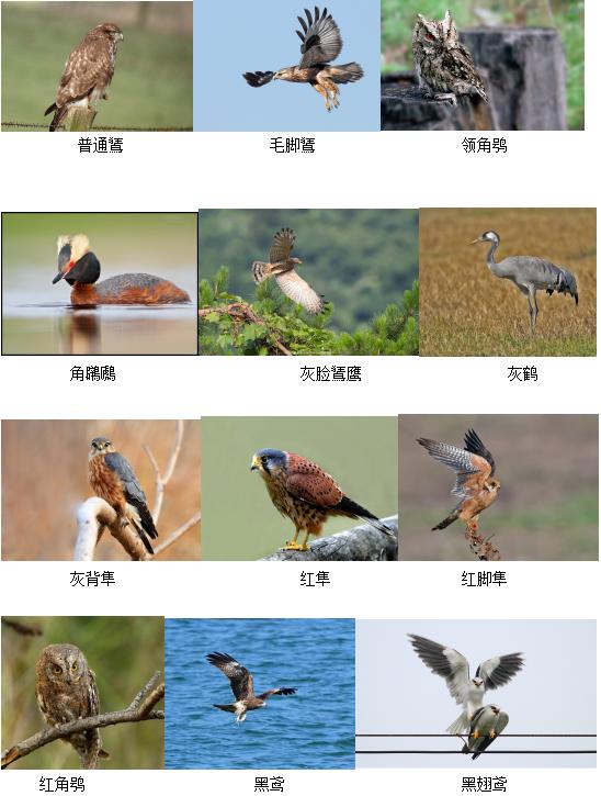 国家一级保护鸟类名单图片