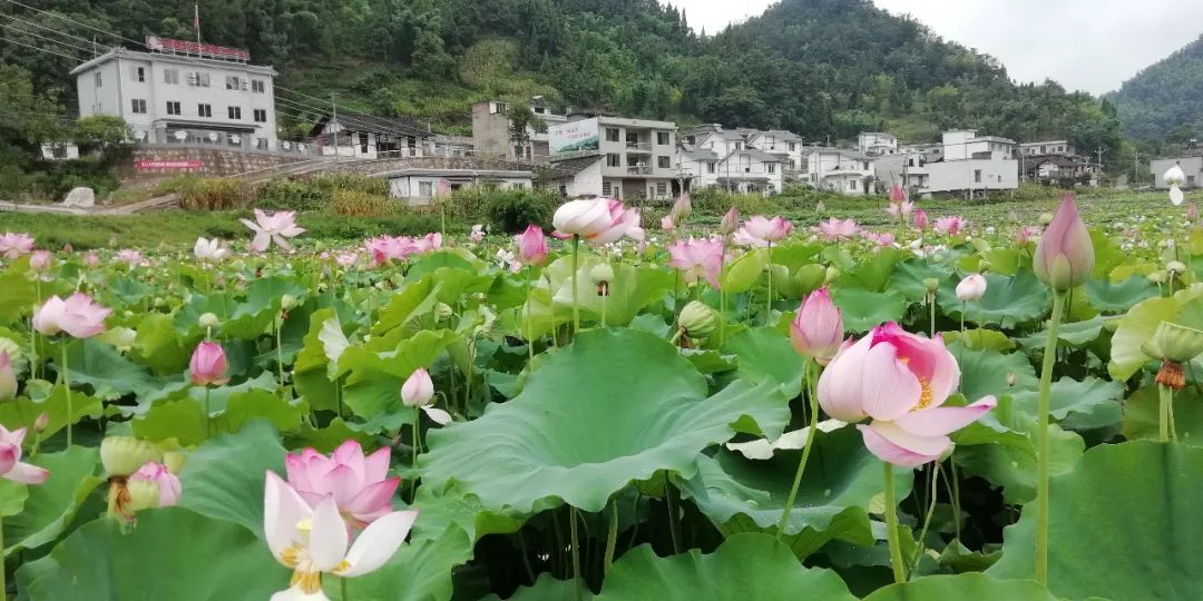后古蔺县桂花镇田坝村,长房子聚居点莲藕产业生态园荷花盛放下一步,省