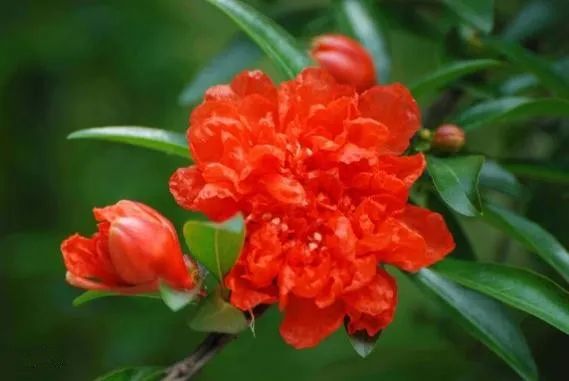 【赏花识草迎花博】"赏百花,识百草"之夏季花卉